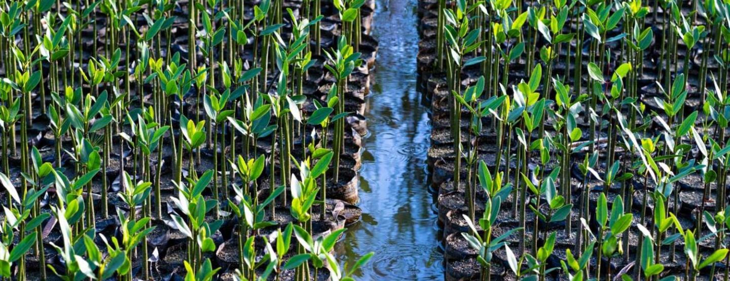 Programa da Iguá Rio já plantou mais de 85 mil mudas de mangue e avança na recuperação ambiental das lagoas da Zona Sudoeste