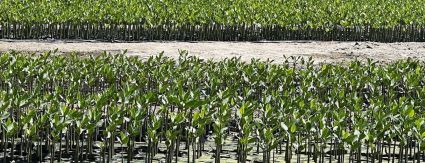 Saneamento como aliado no combate às mudanças climáticas