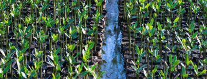 Programa da Iguá Rio já plantou mais de 85 mil mudas de mangue