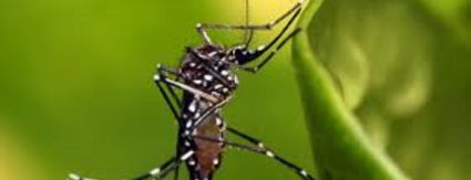 Período de chuvas exige cuidados redobrados contra o mosquito da dengue, alerta Águas Castilho