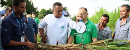 Uso de biolodo nas pastagens aumenta produção leiteira em Cuiabá Uso de biolodo nas pastagens aumenta produção leiteira em Cuiabá