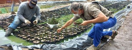 Complexo Lagunar terá viveiro com 50 mil mudas de mangue