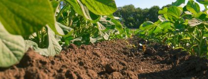 Iguá mira em ciclo sustentável e transforma resíduo em matéria-prima Iguá mira em ciclo sustentável e transforma resíduo em matéria-prima